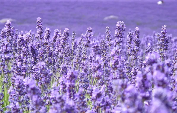 Field, flowers, background, widescreen, Wallpaper, field, blur, purple