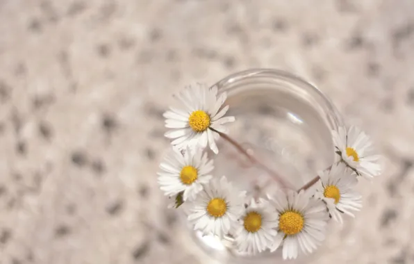 Picture white, macro, flowers, background, Wallpaper, chamomile, flowers, widescreen