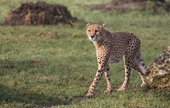 Picture predator, Cheetah, wild cat