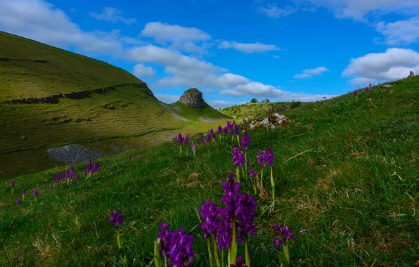 Greens, field, summer, grass, clouds, flowers, mountains, hills