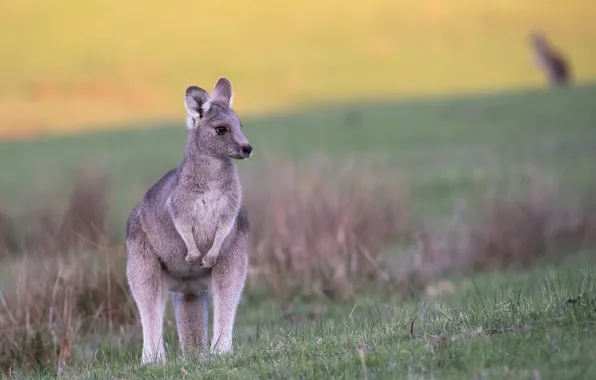 Grass, glade, kangaroo