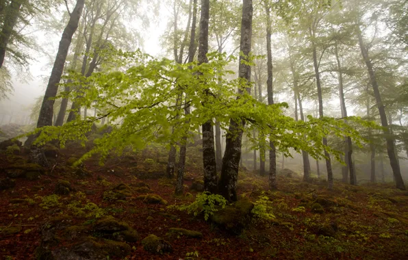 Autumn, forest, trees, fog, slope