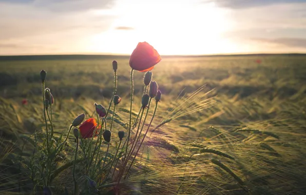 Field, Maki, morning