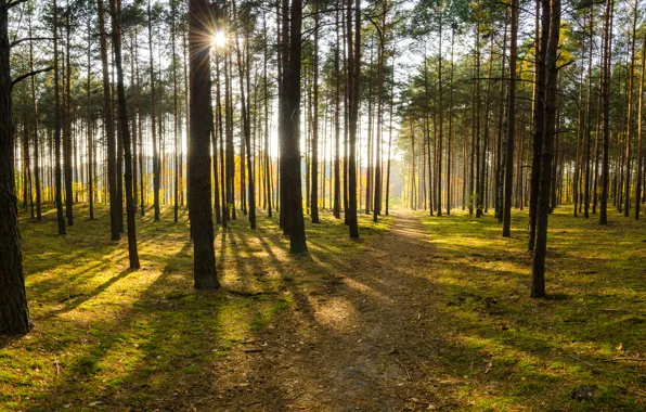 Autumn, forest, rays, trees, trail, morning, forest, Nature