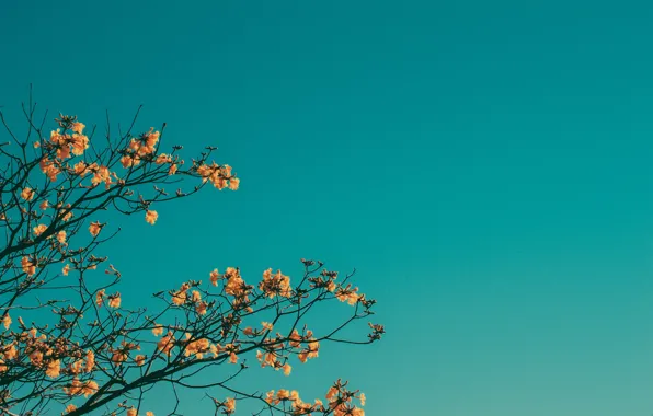 The sky, flowers, branches, spring, flowering