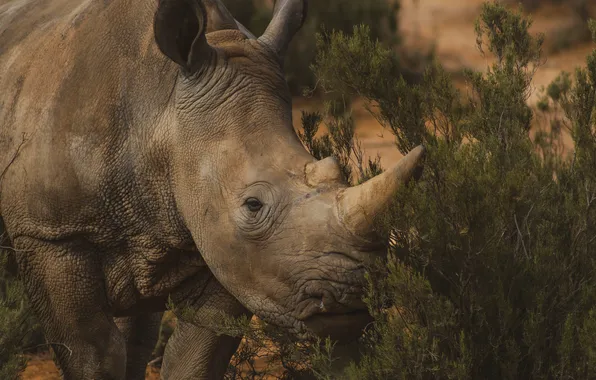 Animal, Africa, Rhino, wildlife