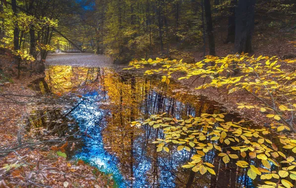 Autumn, forest, the sky, leaves, water, trees, branches, nature