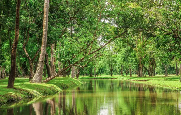 Trees, landscape, nature, river, beauty, Thailand