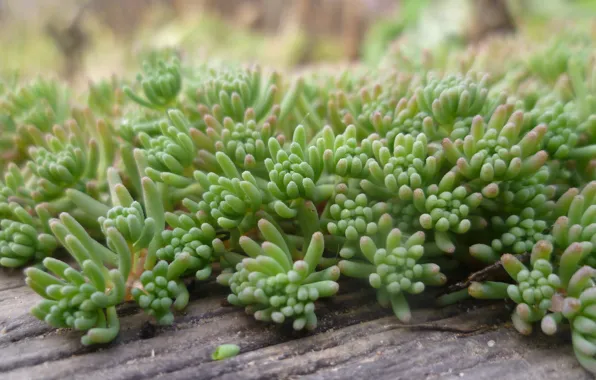 Nature, Garden, Moss, Belarus