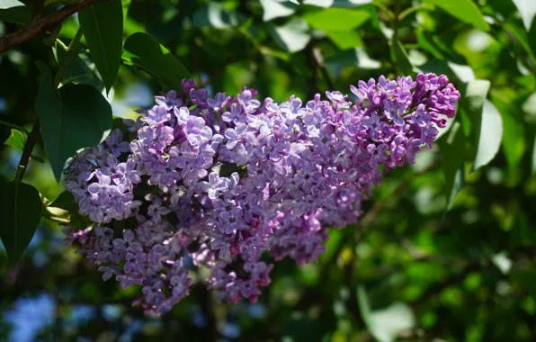 Spring, bunch, lilac