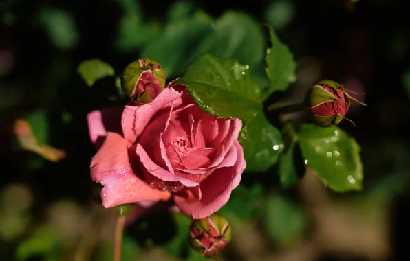 Picture leaves, drops, light, flowers, roses, pink, buds, bokeh