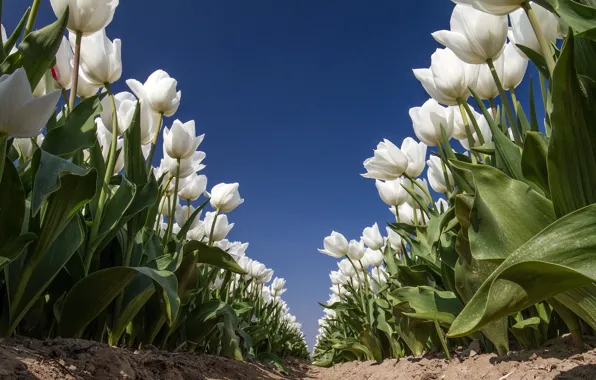 Flowers, nature, tulips