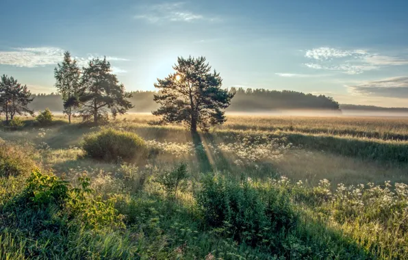 Picture the sun, trees, dawn, morning