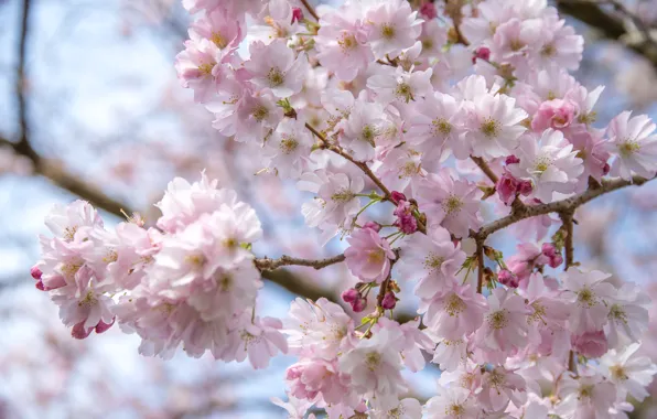 Flowers, branches, tree, spring, Sakura, pink, flowering, a lot