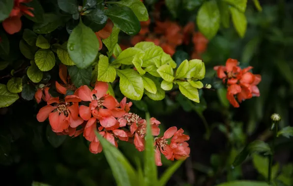 Picture greens, summer, branches, zweii