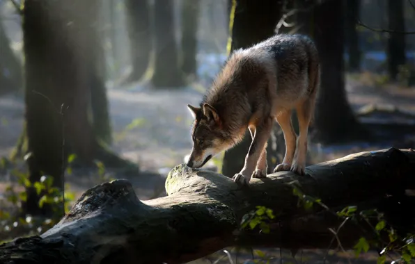 Picture forest, pose, wolf, log