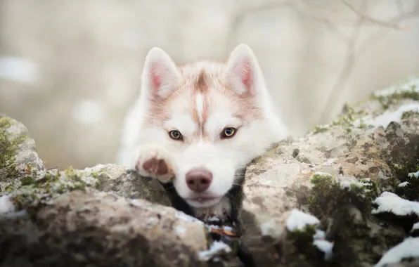 Winter, face, snow, dog