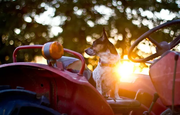 Light, nature, dog