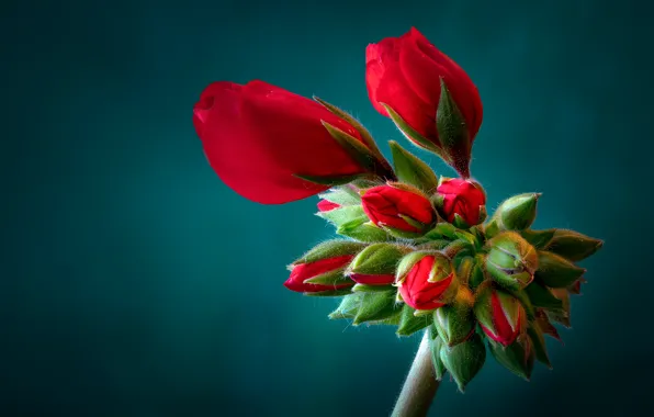 Macro, flowers, the dark background, red, buds, geranium