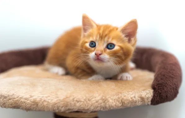 Cat, pose, baby, red, lies, kitty, light background, cutie