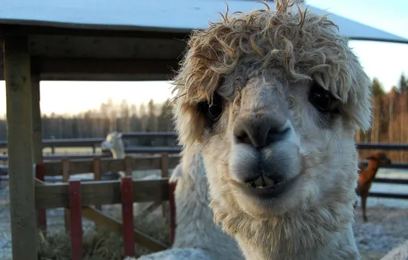 Winter, look, snow, teeth, head, fence, corral, Lama