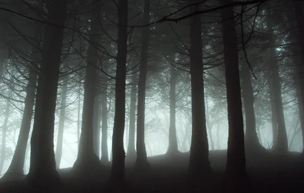 Picture forest, light, nature