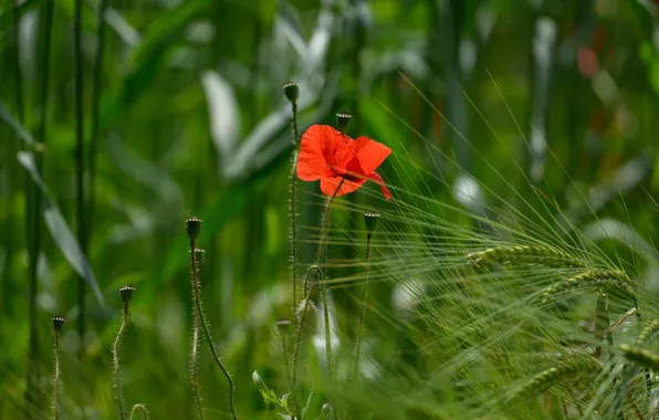 Summer, flowers, red, Mac, Maki, meadow, red, ears