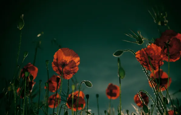 Flowers, Mac, Maki, green background