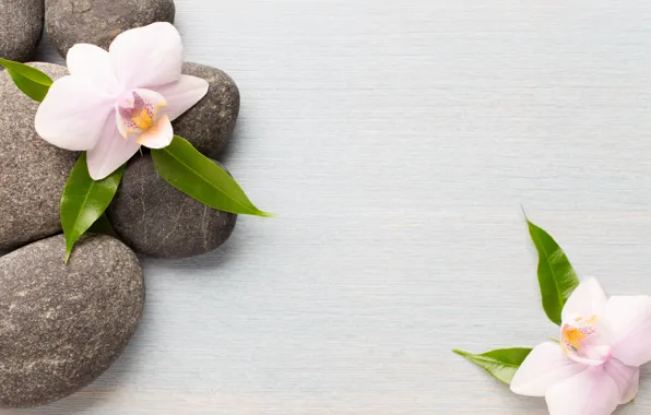 Stones, Orchid, flowers, orchid, spa