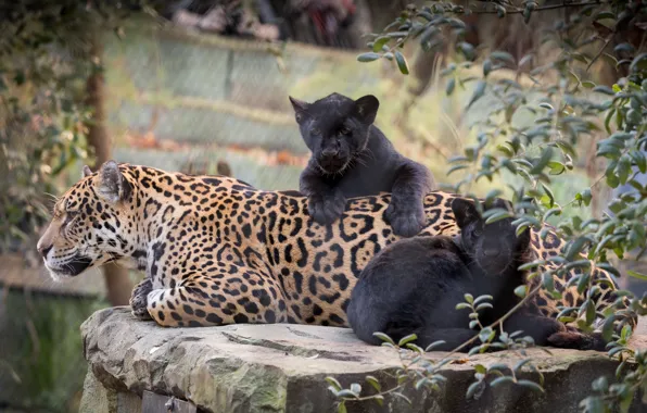 Cats, nature, baby, mom, jaguars