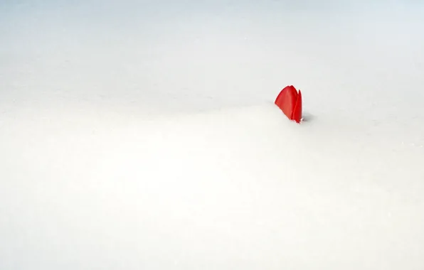 Flower, snow, red, Tulip, Bud