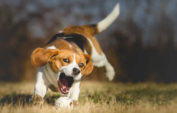 Picture nature, dog, bokeh, Beagle, wallpaper., beagle, beautiful background, a walk in the Park