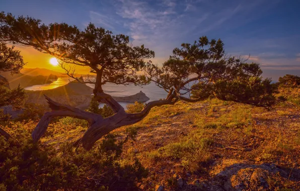 Picture the sky, the sun, rays, light, trees, sunset, nature, dawn