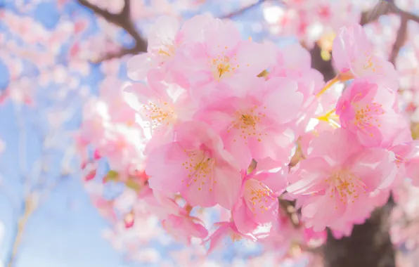 Light, flowers, branches, spring, Sakura, pink, flowering