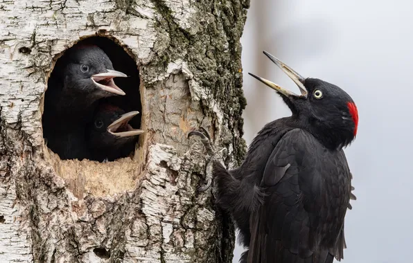 Bird, beak, woodpecker, Chicks, the hollow, the trunk of the tree, Alexander Shipilenko, on the …