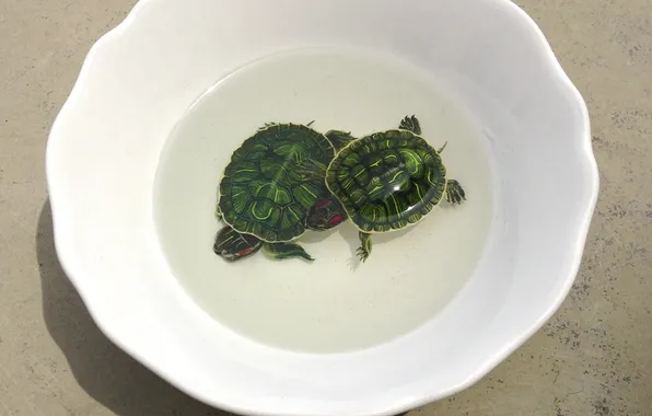 Water, art, plate, green, pair, turtles, turtles