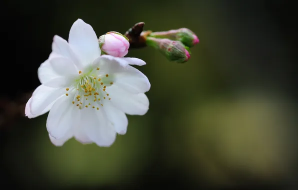 White, flower, Sakura, buds