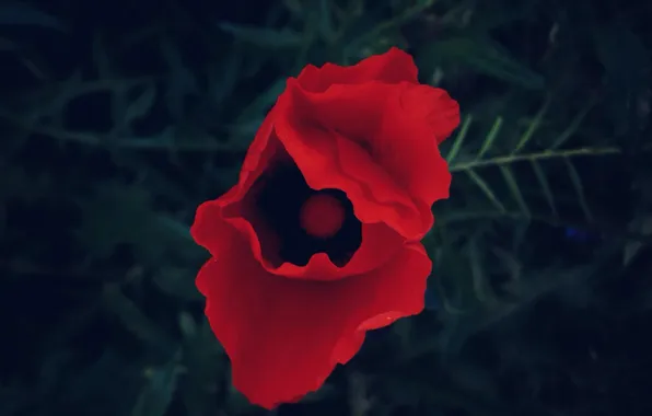 Red, Flower, flower, Amapola