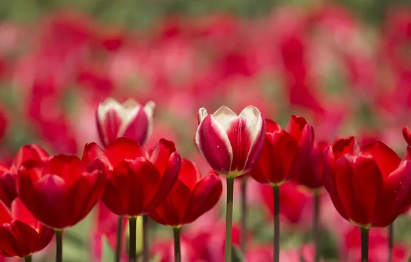 Picture petals, garden, stem, tulips, flowerbed