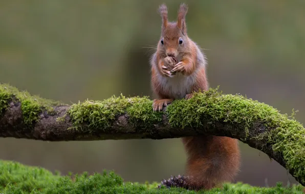 Picture branches, background, moss, protein, nuts, lunch break