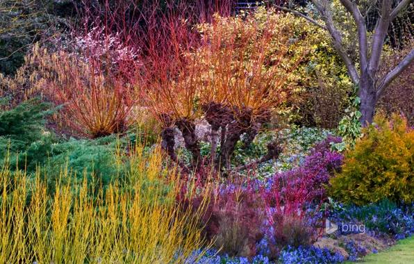 Trees, flowers, paint, England, spring, the bushes, Cambridge, Botanical garden