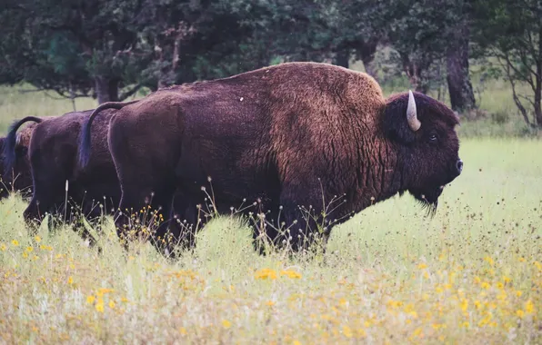 Animal, wildlife, Bison, Buffalo