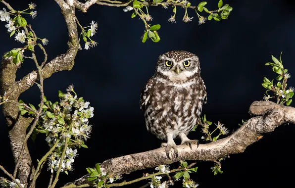 Look, leaves, branches, owl, bird, black background, owl