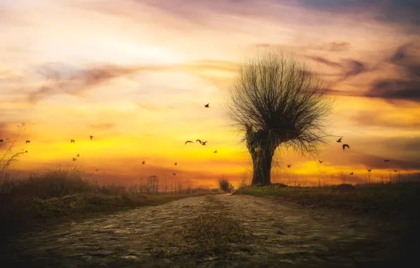 Road, field, the sky, birds, tree, pack, the evening, Zach