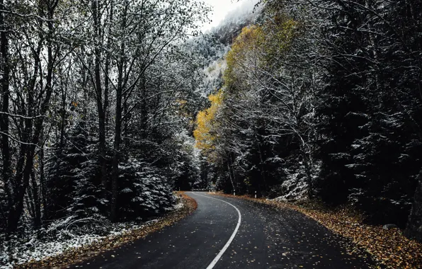 Picture road, autumn, forest