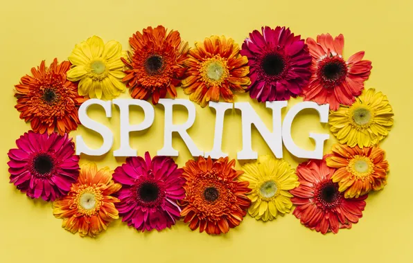 Flowers, spring, colorful, chrysanthemum, flowers, spring, bright