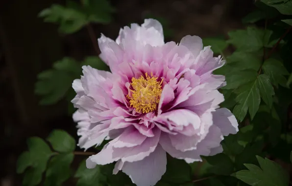 Flower, leaves, macro, pink, petals, peony