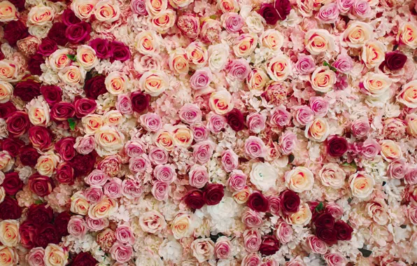 Picture background, roses, red, pink, color, roses