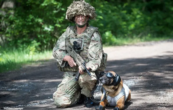 Picture dog, army, soldiers