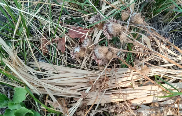 Grass, the dried flowers, naturalism